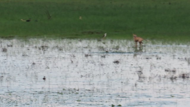 Red-wattled Lapwing - ML623475080