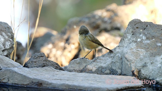 Canary Islands Chiffchaff - ML623475119