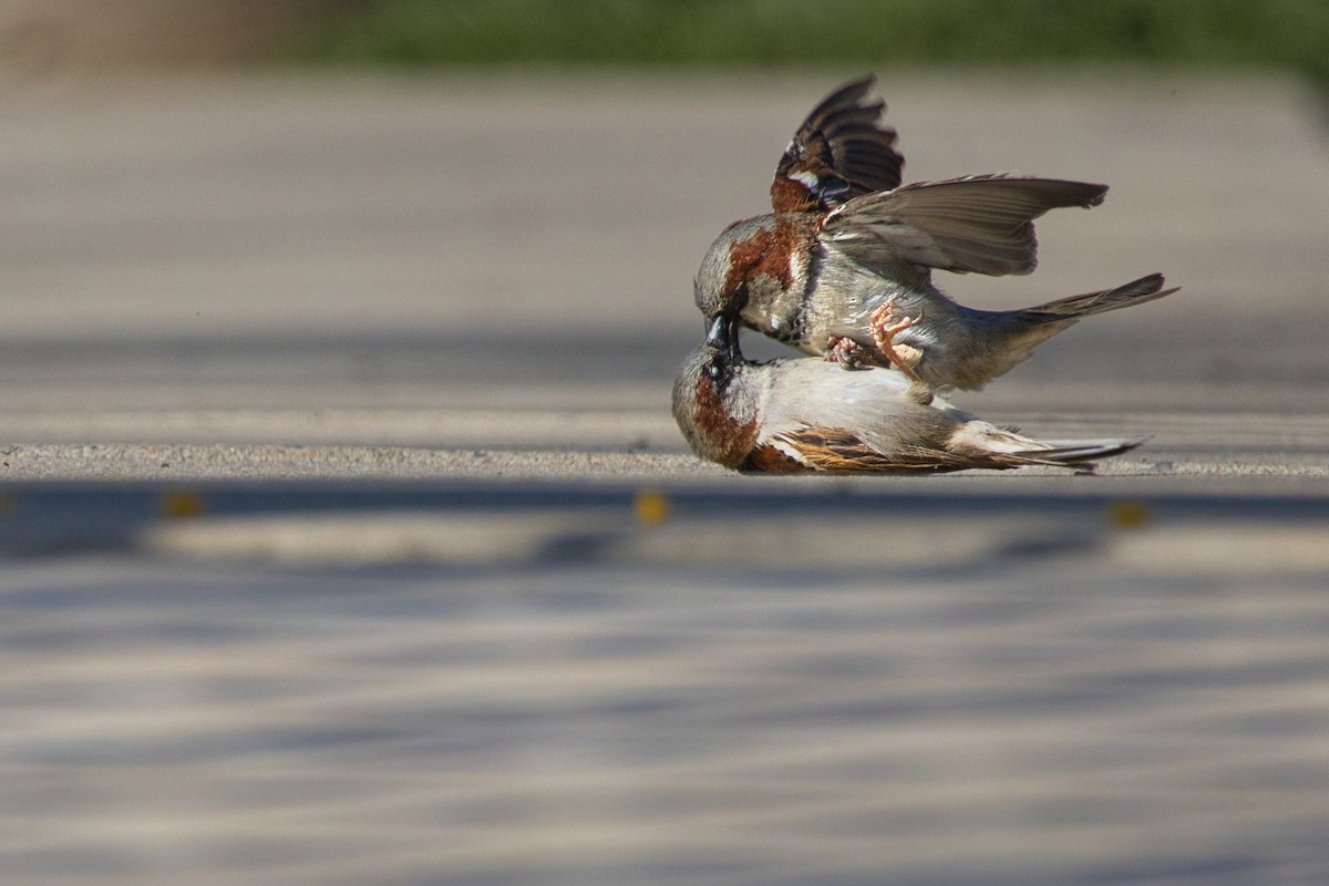 House Sparrow - ML623475234