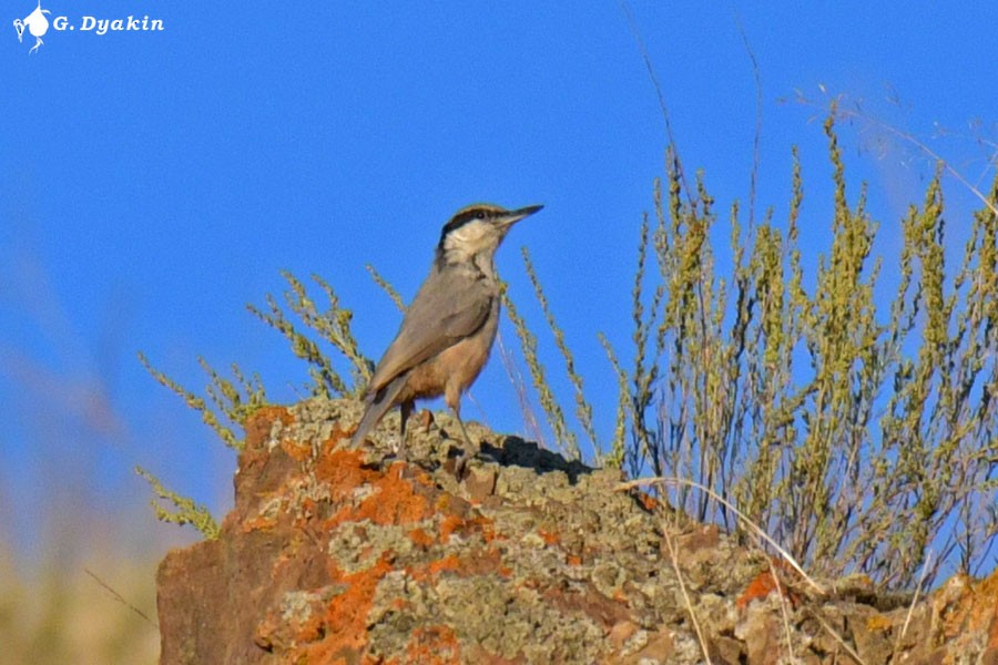 Eastern Rock Nuthatch - ML623475310