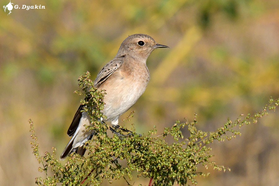 Pied Wheatear - ML623475331