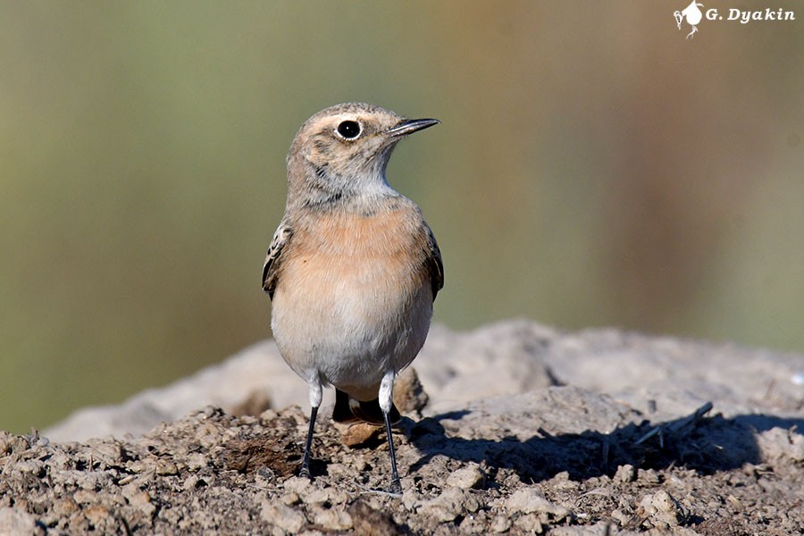 Pied Wheatear - ML623475333