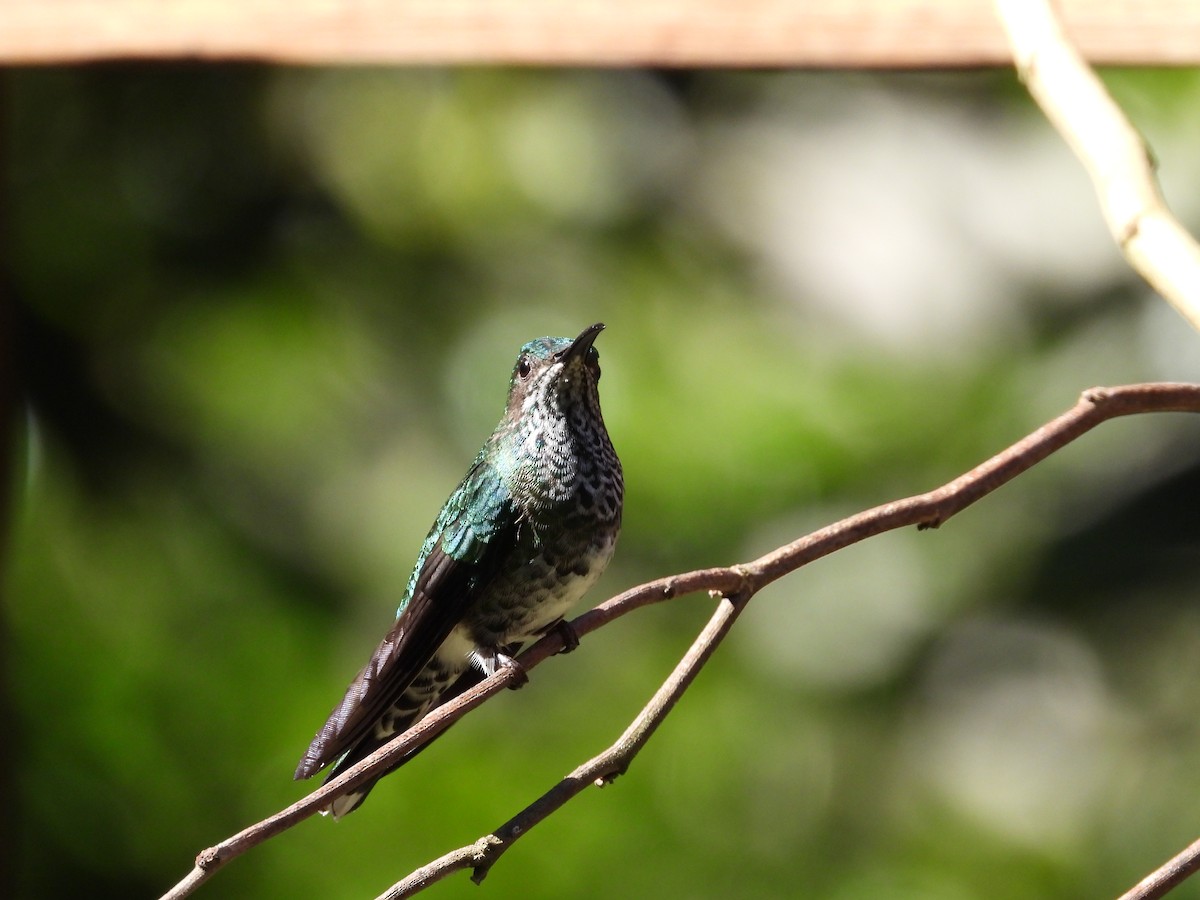 Scaly-breasted Hummingbird - ML623475381