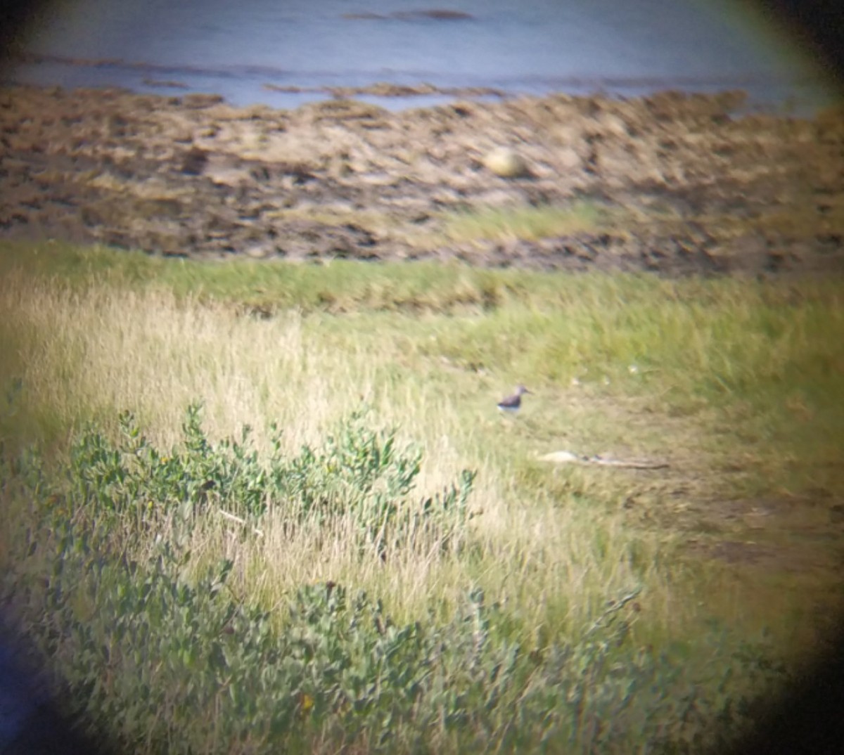 Solitary Sandpiper - ML623475387