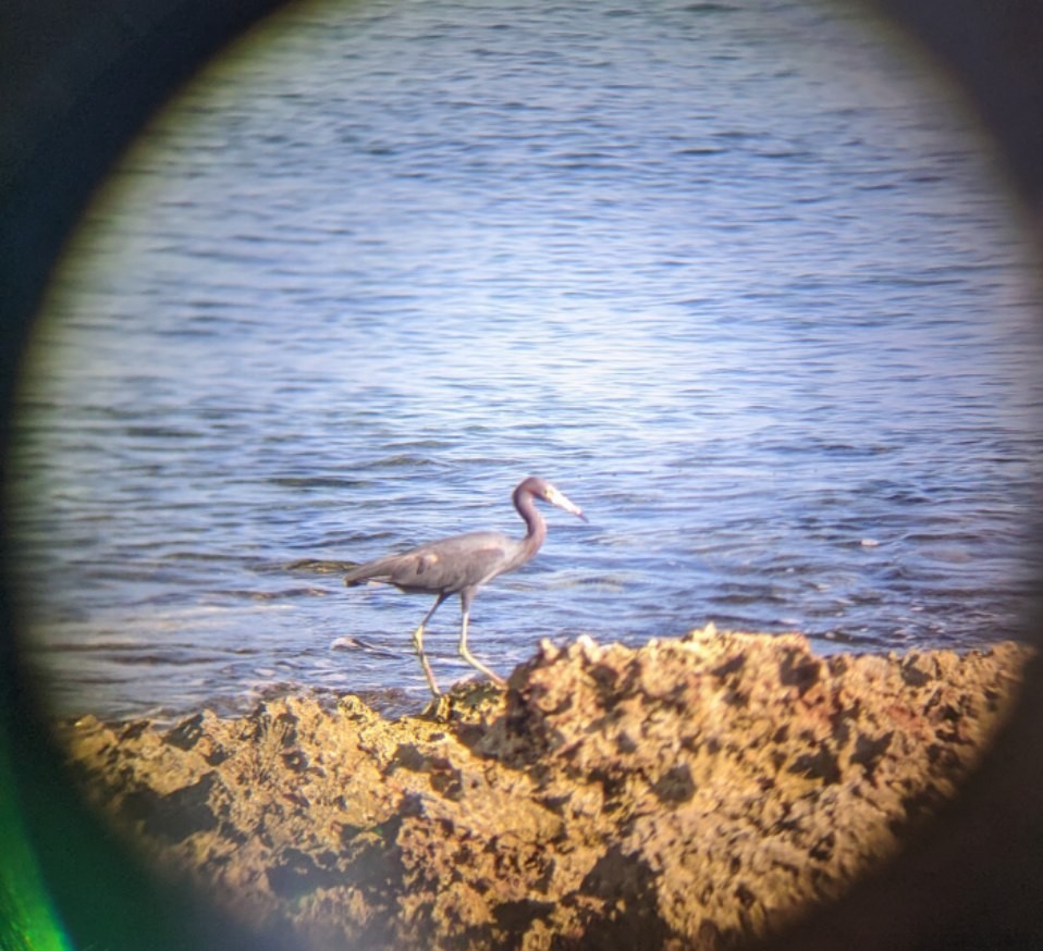 Little Blue Heron - ML623475390