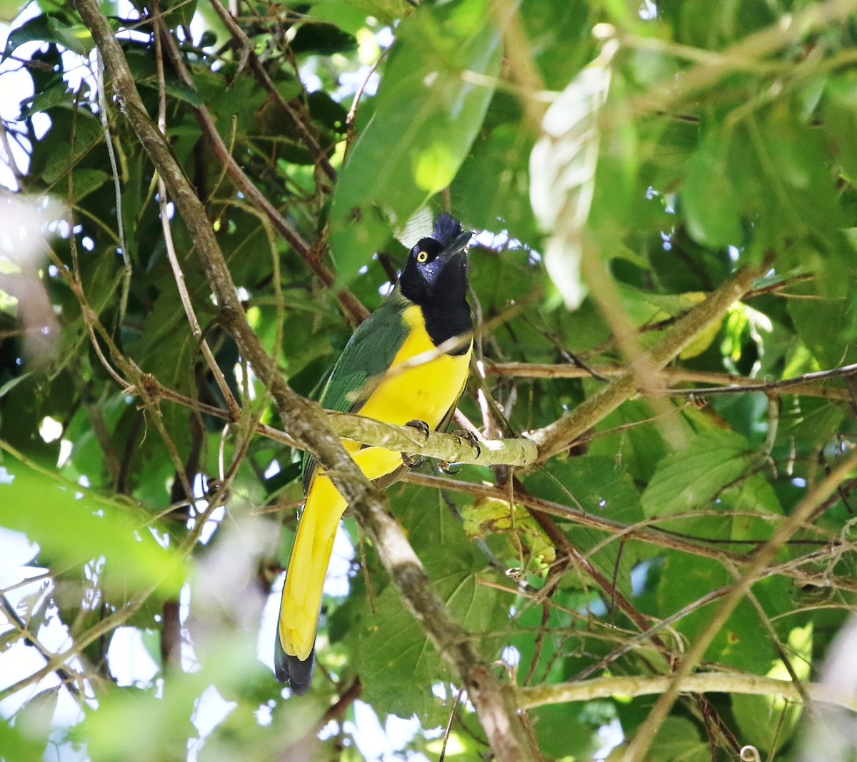 Green Jay (Inca) - ML623475422