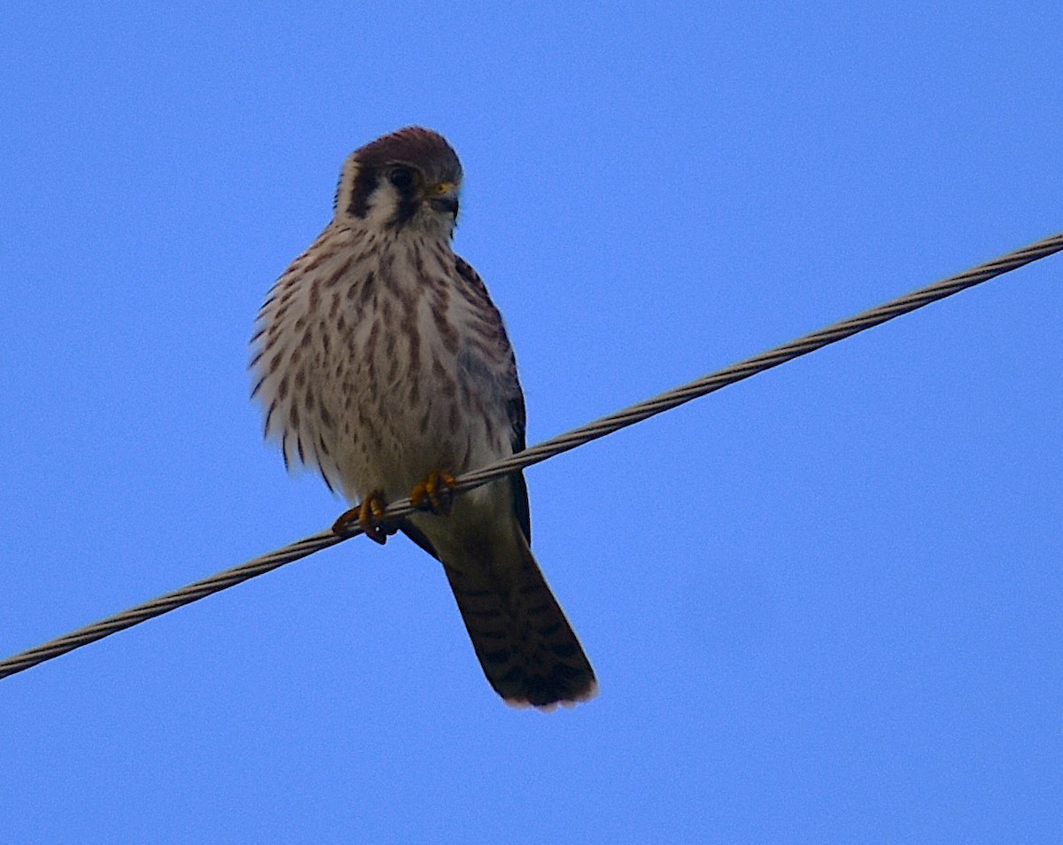 בז אמריקני - ML623475470