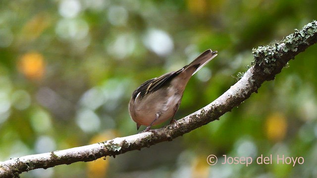 Canary Islands Chaffinch (Canary Is.) - ML623475518