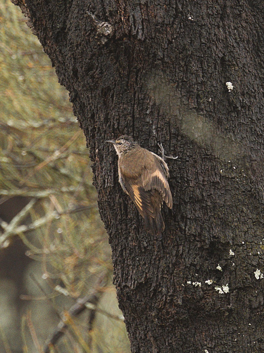 White-browed Treecreeper - ML623475520