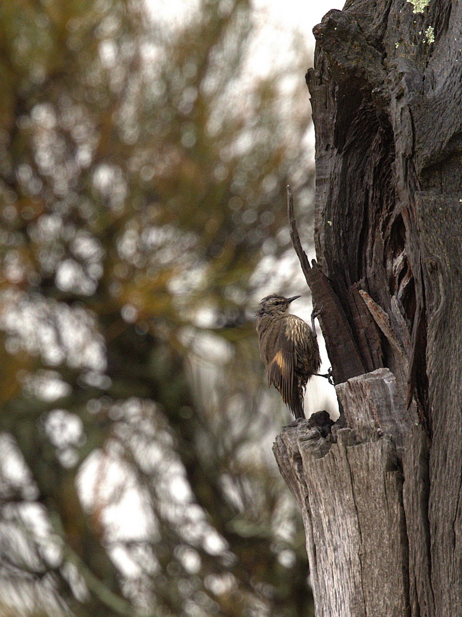 White-browed Treecreeper - ML623475521