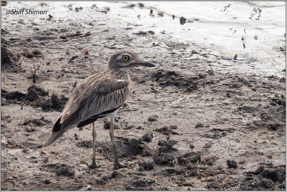 Senegal Thick-knee - ML623475532