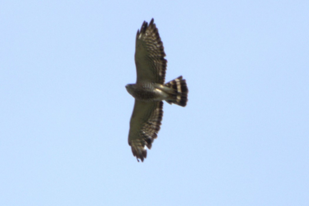 Broad-winged Hawk - ML623475658