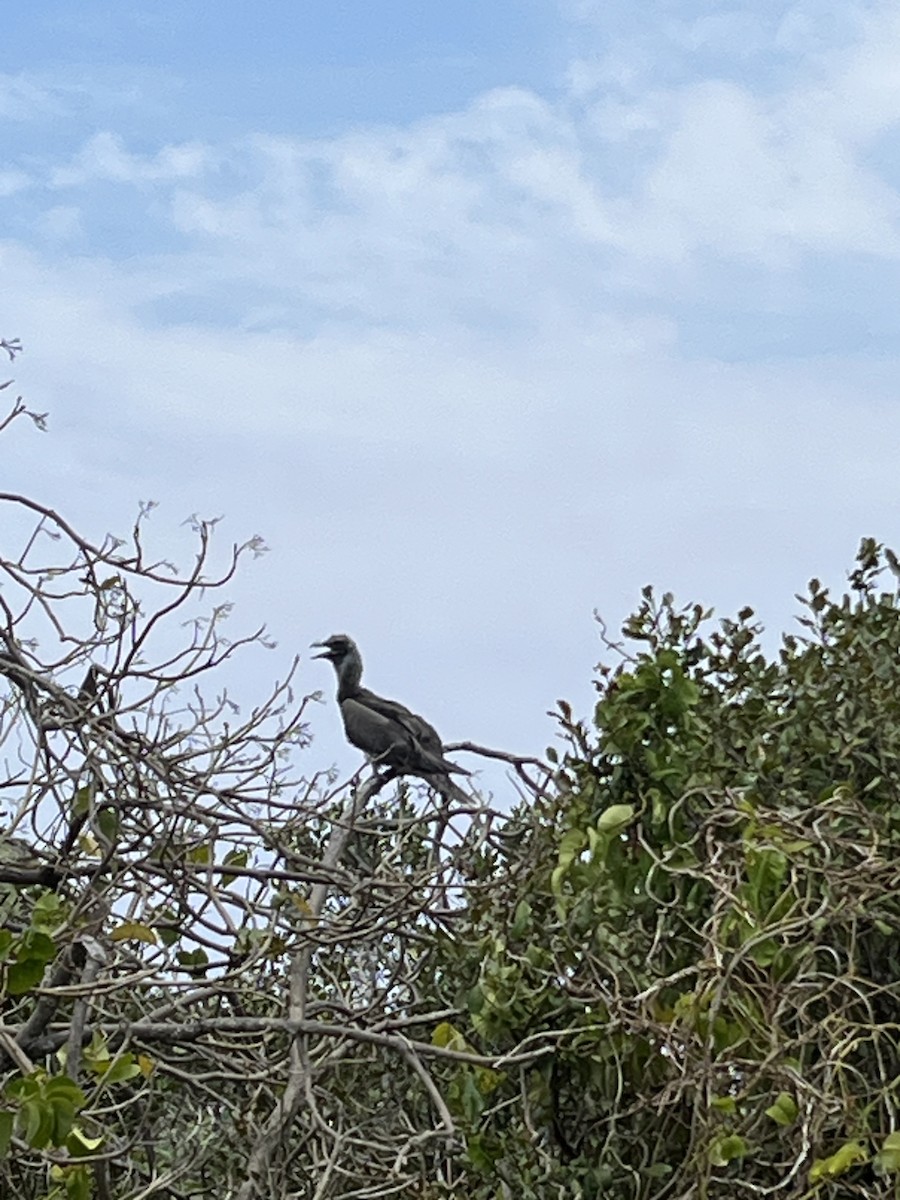 Red-footed Booby - ML623475672