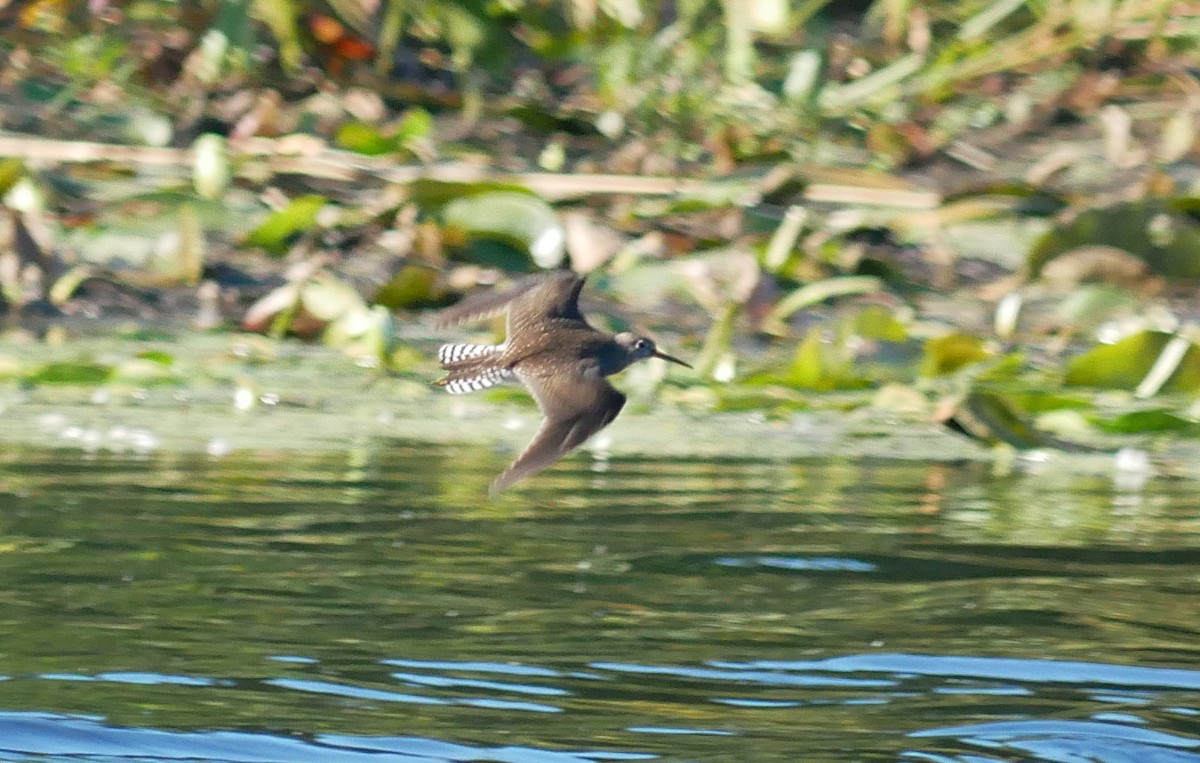 Solitary Sandpiper - ML623475689