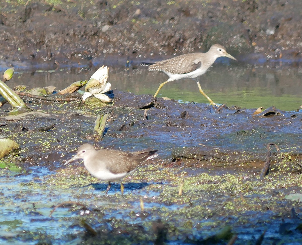 Solitary Sandpiper - ML623475690