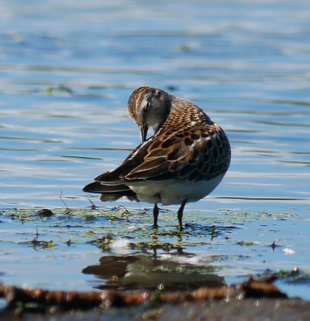 Least Sandpiper - ML623475711