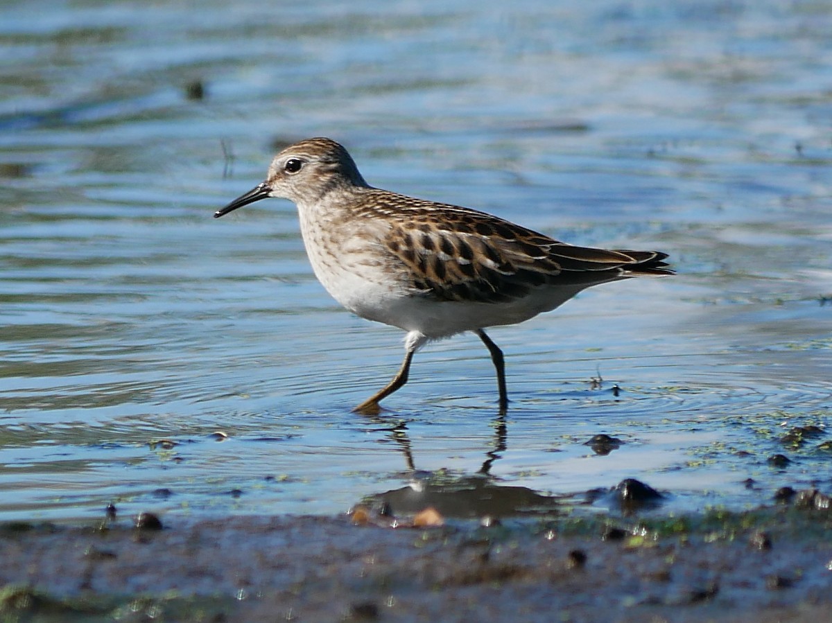 Least Sandpiper - ML623475712