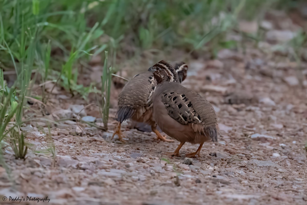 Jungle Bush-Quail - ML623475735