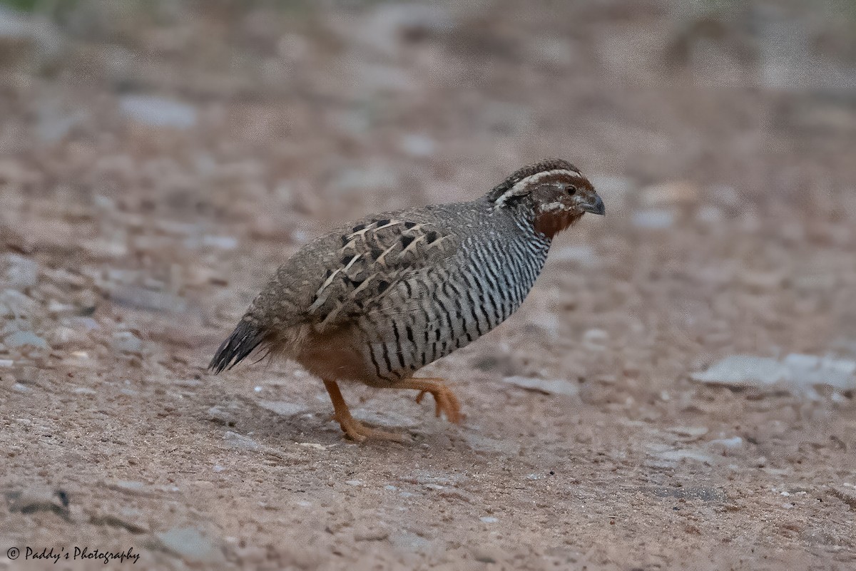 Jungle Bush-Quail - Padmanav Kundu