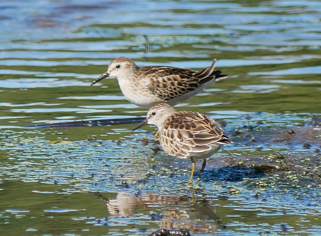 Least Sandpiper - ML623475775