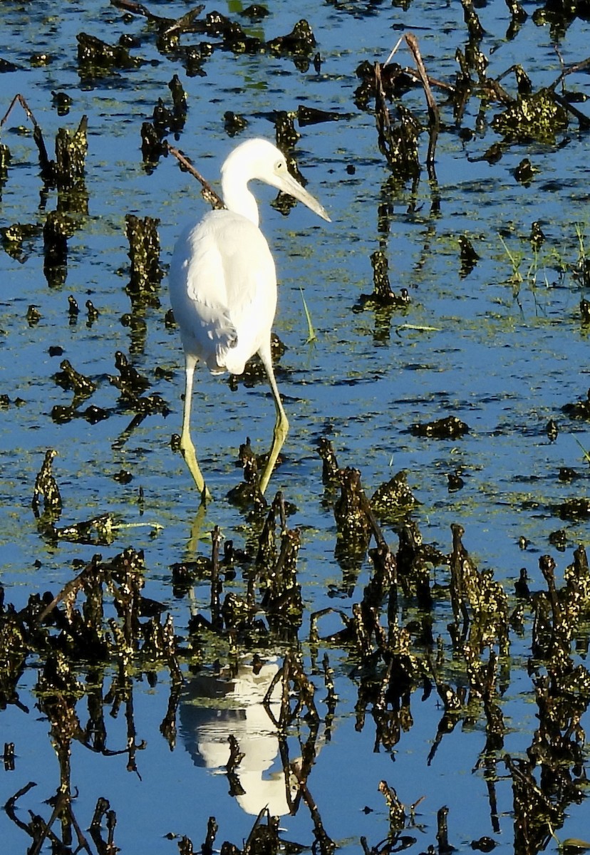 Little Blue Heron - ML623475776