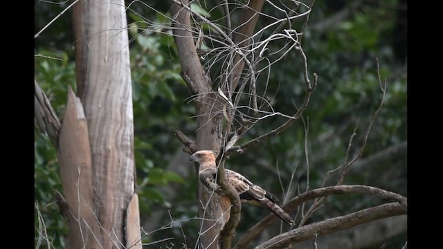 Changeable Hawk-Eagle (Crested) - ML623475792