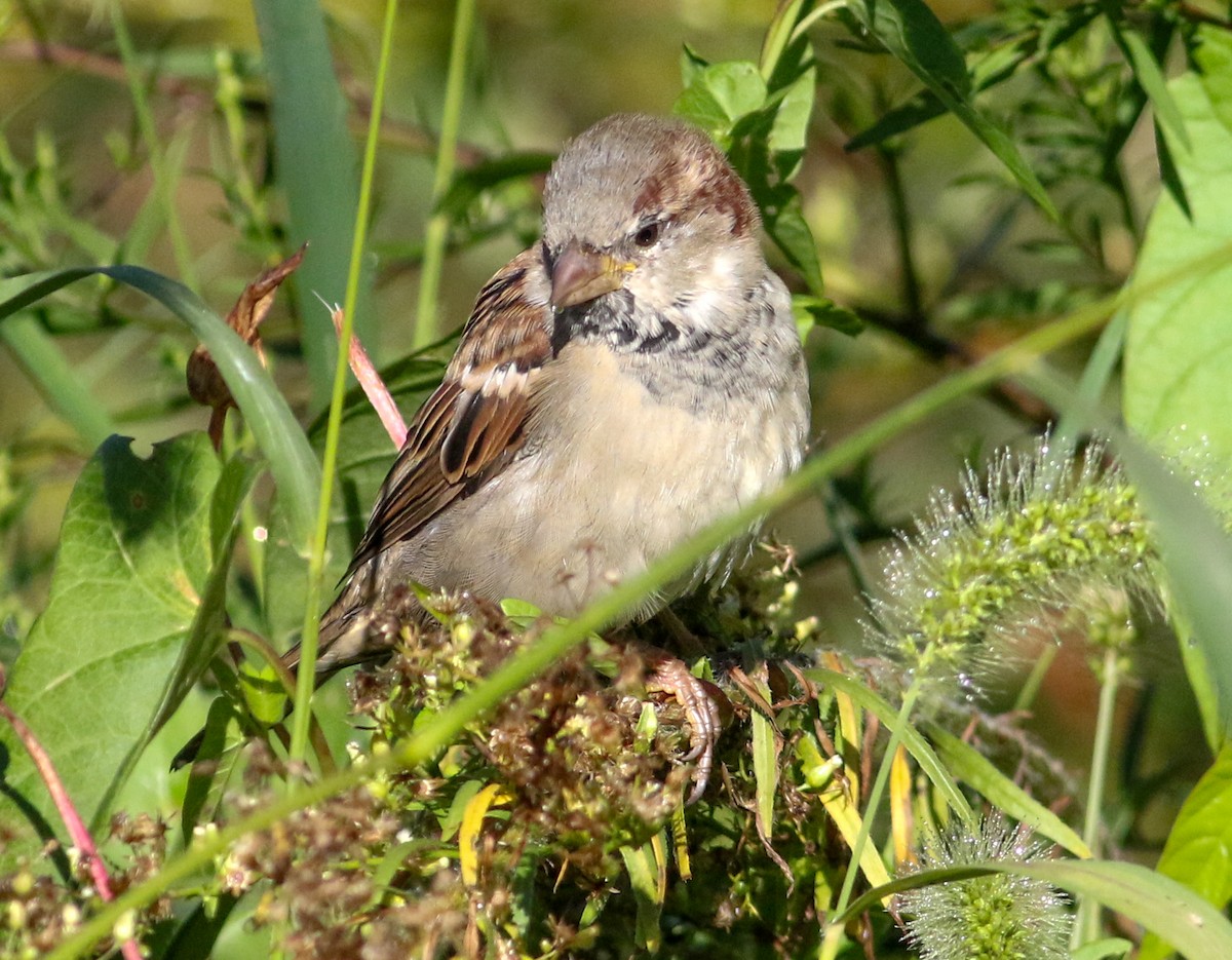 House Sparrow - ML623475799