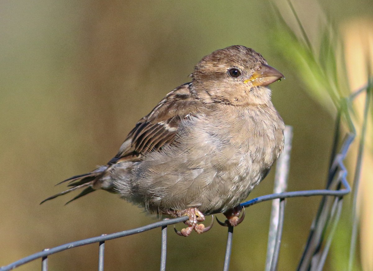 House Sparrow - ML623475800