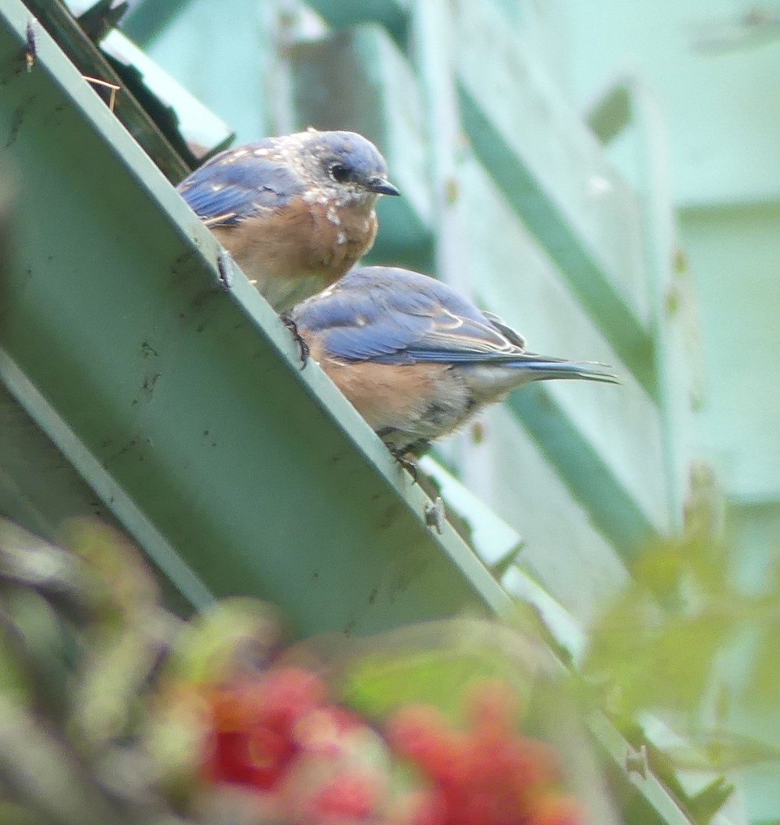 Eastern Bluebird - ML623475803