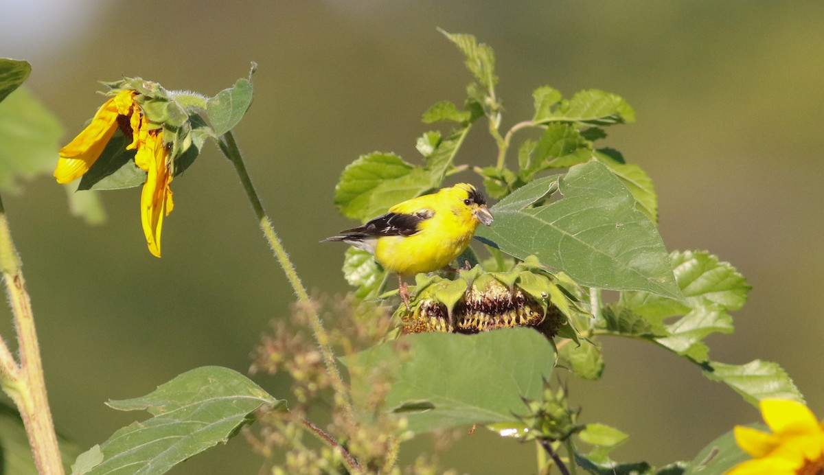 American Goldfinch - Jason Rieger