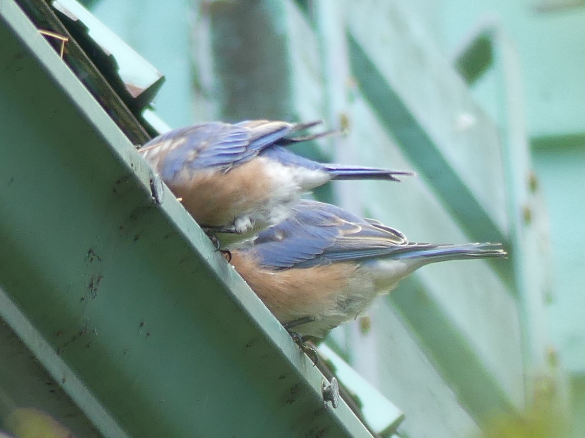 Eastern Bluebird - ML623475816