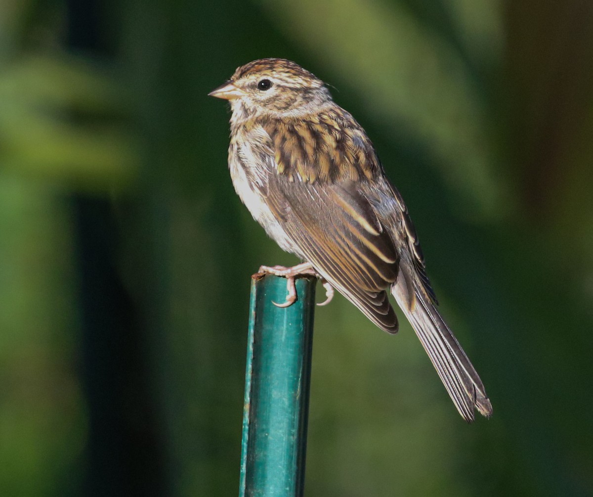 Chipping Sparrow - ML623475817