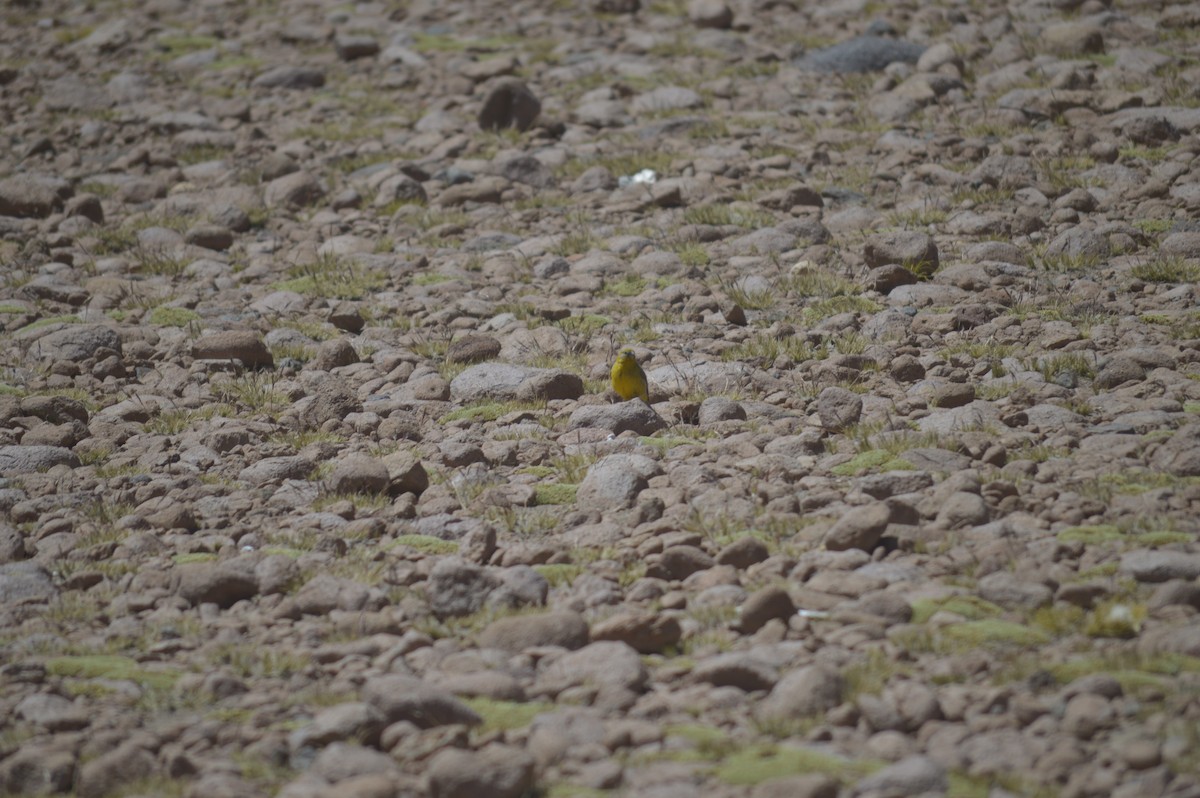 Bright-rumped Yellow-Finch - ML623475830