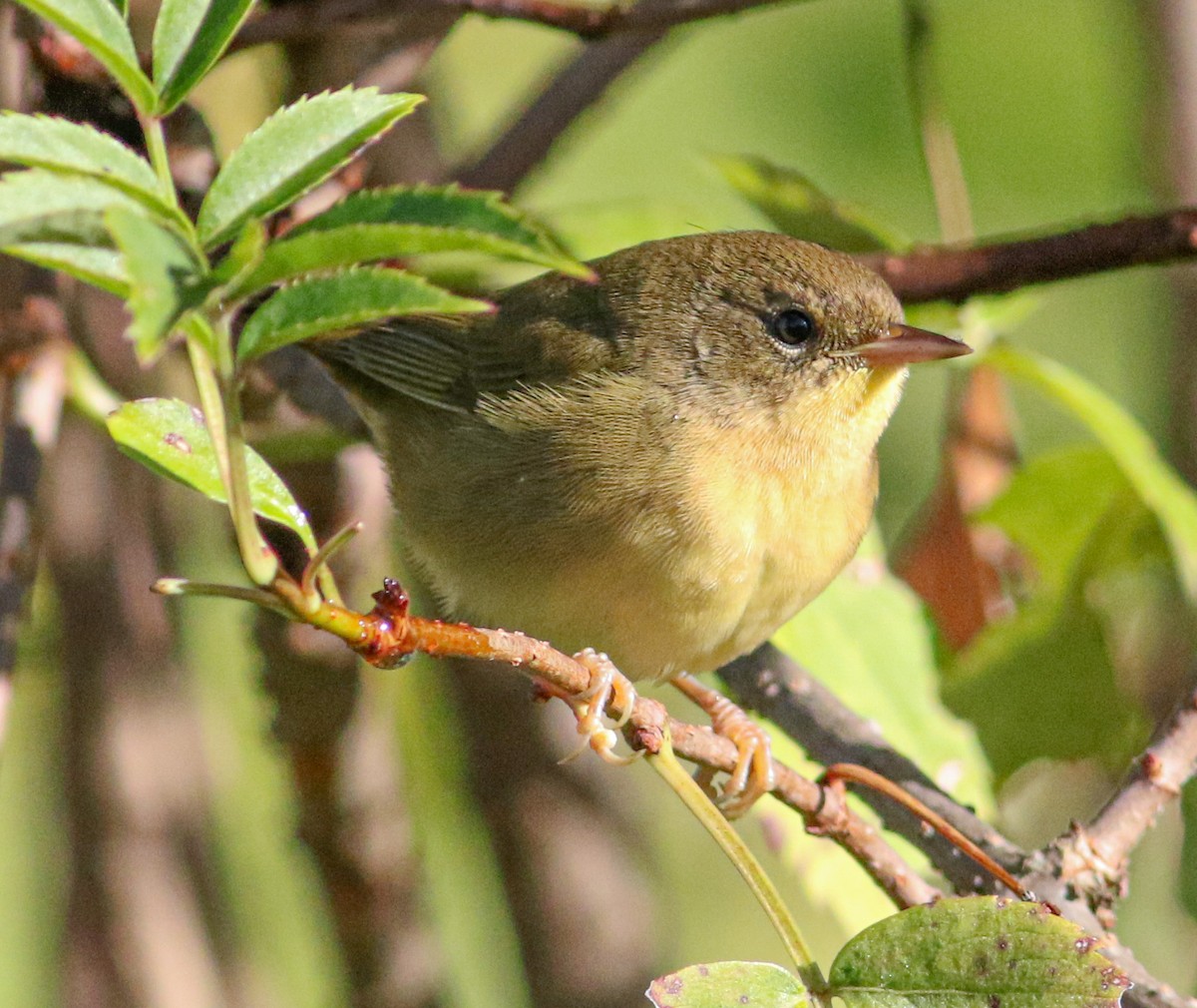 Common Yellowthroat - ML623475842