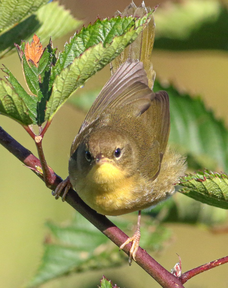 Common Yellowthroat - ML623475844