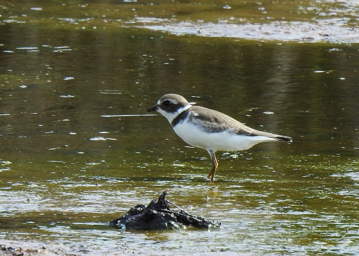 Semipalmated Plover - ML623475845