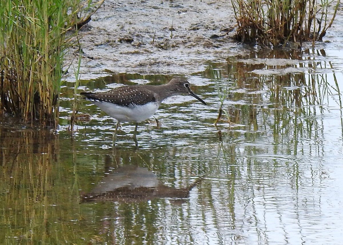 Solitary Sandpiper - ML623475864