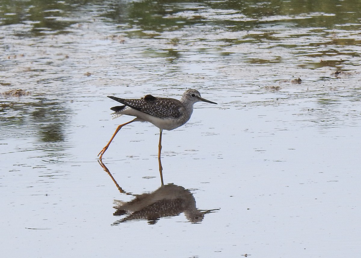 Lesser Yellowlegs - ML623475879