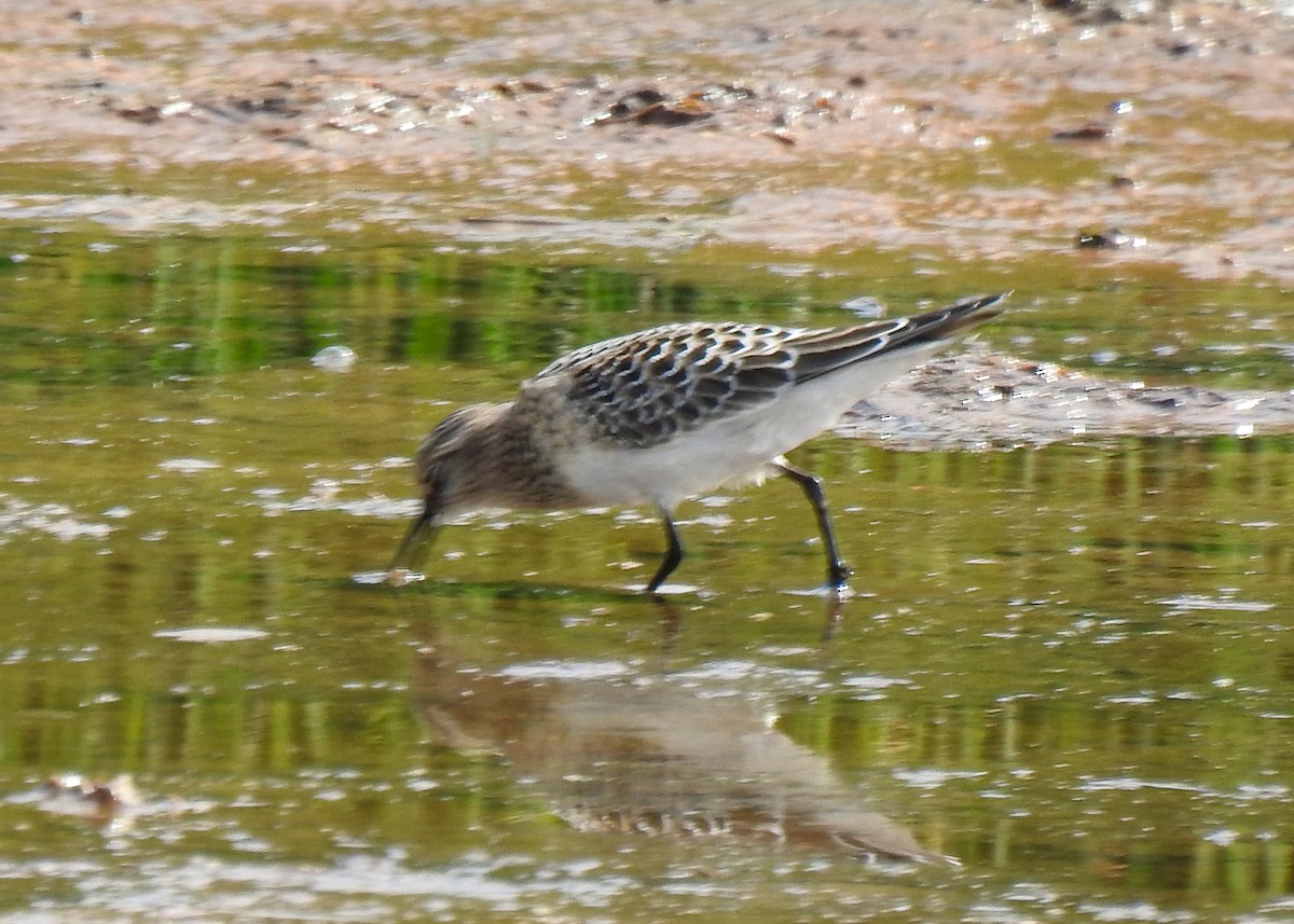 Baird's Sandpiper - ML623475901