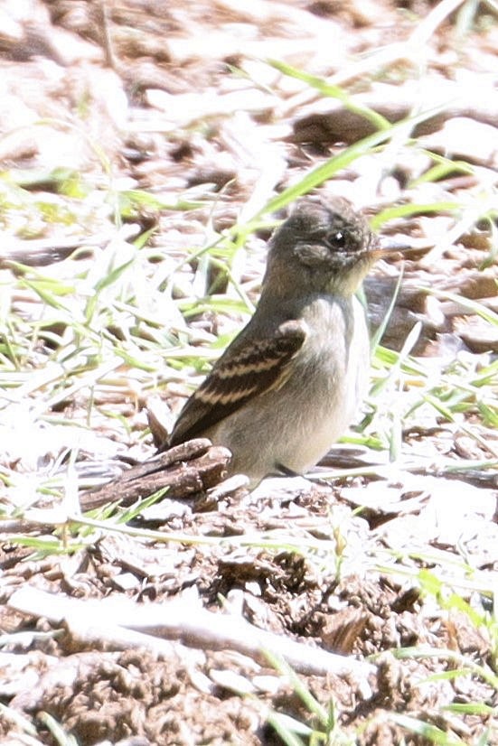 Willow Flycatcher - ML623475905