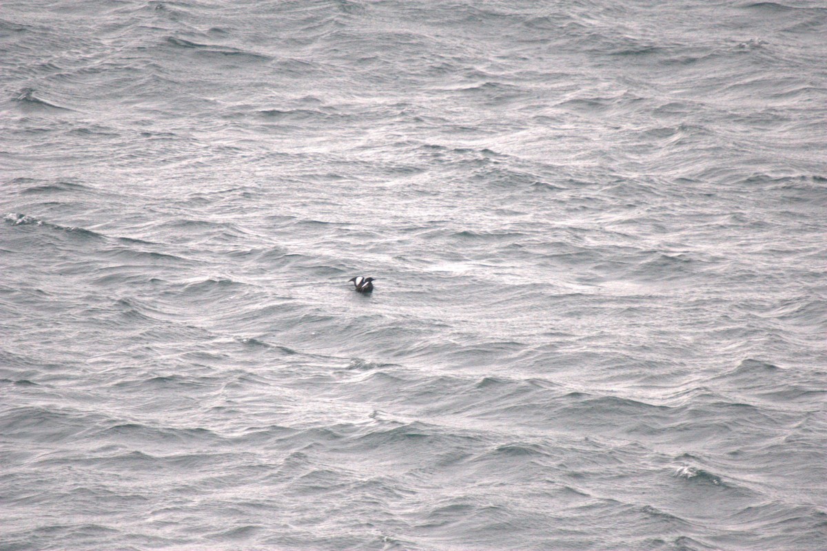 Black Guillemot - ML623475920