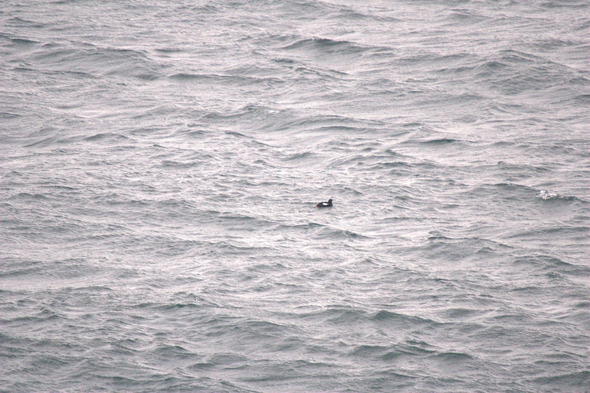 Black Guillemot - ML623475921