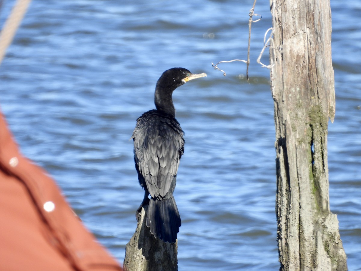 Neotropic Cormorant - Bruce Nott