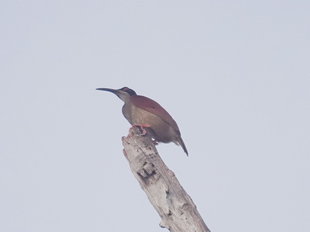 Twelve-wired Bird-of-Paradise - ML623476047