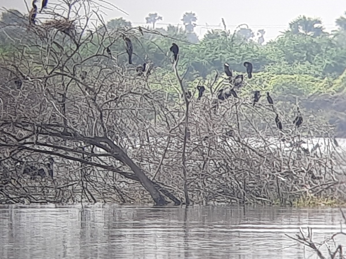 cormorant sp. - ML623476118