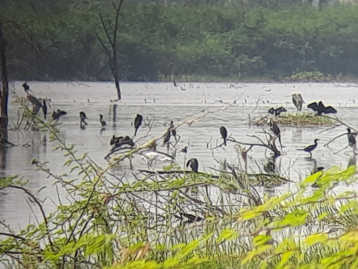 cormorant sp. - ML623476136