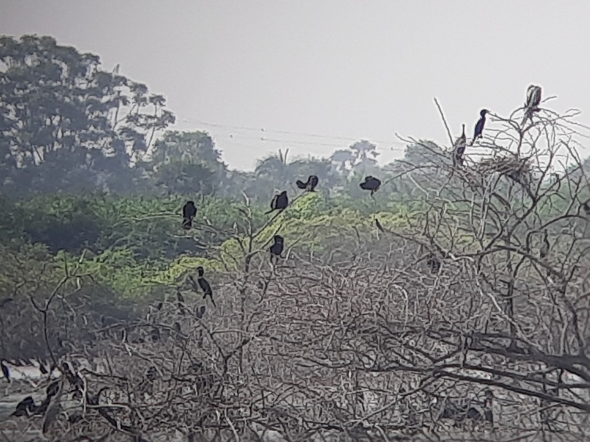 cormorant sp. - ML623476137