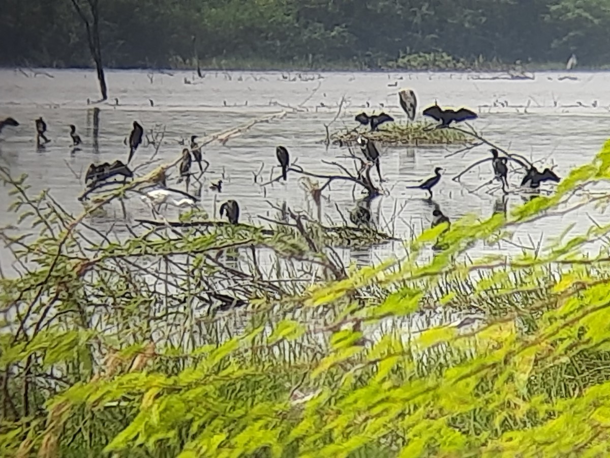 cormorant sp. - ML623476138