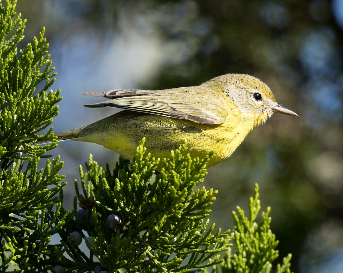 Prairie Warbler - ML623476143