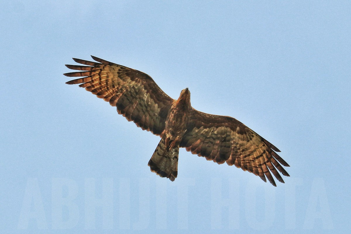 Oriental Honey-buzzard - ML623476168